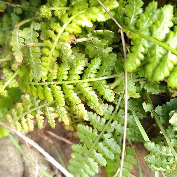 Asplenium forisiense (Asplenium forisiense)