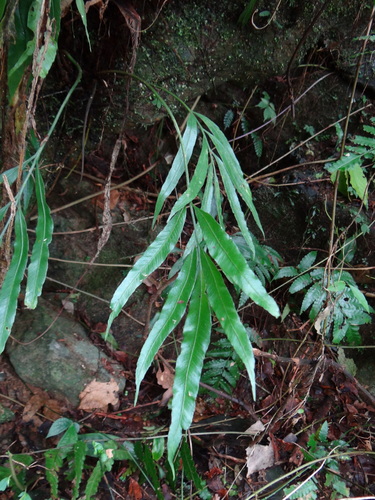 Asplenium formosae (Asplenium formosae)