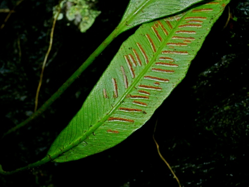 Asplenium formosae (Asplenium formosae)