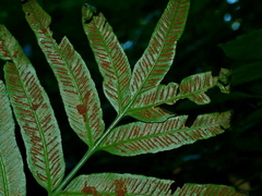 Asplenium formosae (Asplenium formosae)