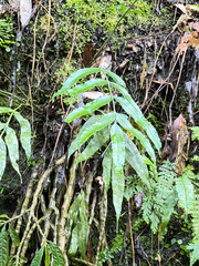 Asplenium formosae (Asplenium formosae)