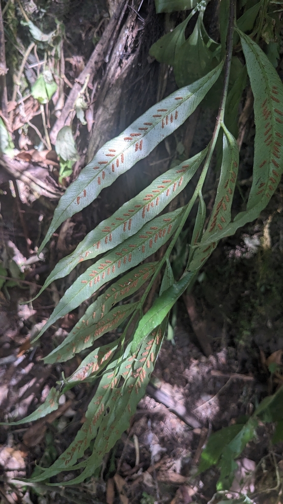 Asplenium formosae (Asplenium formosae)