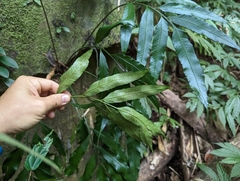 Asplenium formosae (Asplenium formosae)