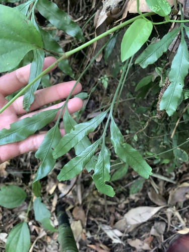 Asplenium formosae (Asplenium formosae)