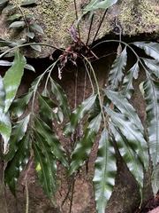 Asplenium formosae (Asplenium formosae)