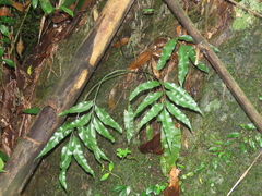 Asplenium formosae (Asplenium formosae)