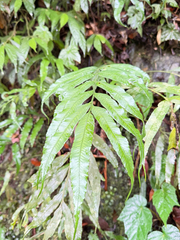 Asplenium formosae (Asplenium formosae)