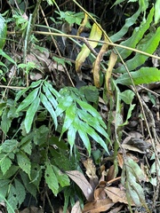 Asplenium formosae (Asplenium formosae)