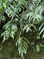 Asplenium formosae (Asplenium formosae)