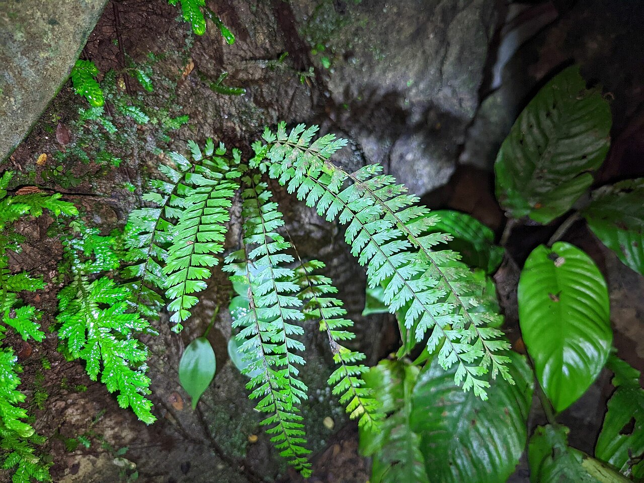Showy spleenwort: Showy spleenwort ( Asplenium formosum ) in Colombia
