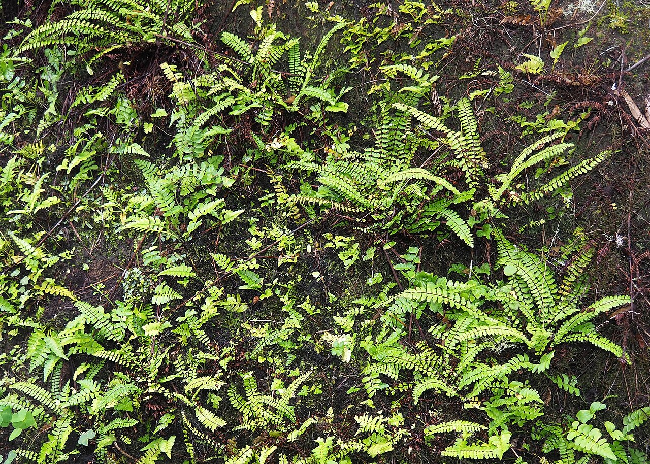 Showy spleenwort: Showy spleenwort ( Asplenium formosum ) in Ecuador