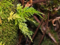 Asplenium fragrans (Asplenium fragrans)
