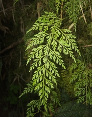 Asplenium fragrans (Asplenium fragrans)