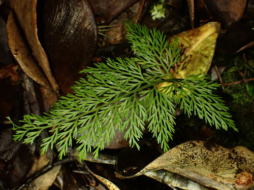Asplenium fragrans (Asplenium fragrans)