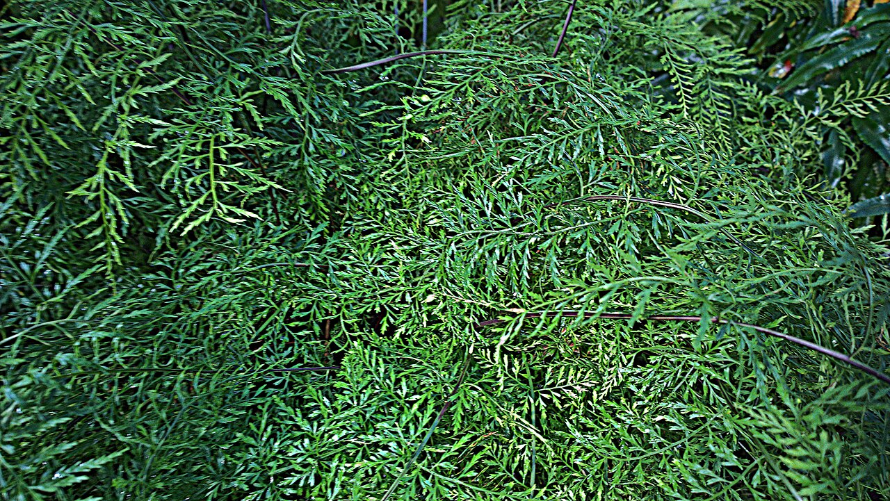 Asplenium fragrans: Asplenium fragrans. native to Central America. Photographed at University of California Botanical Garden, Berkeley, CA