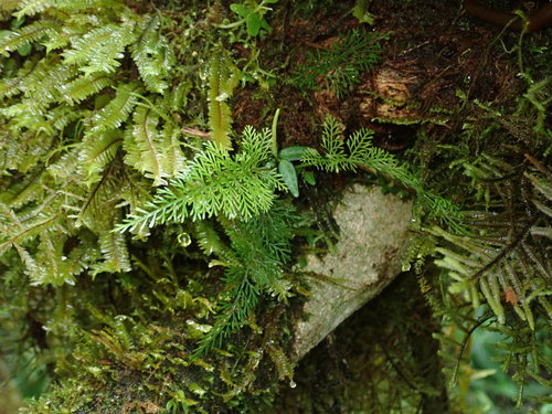 Asplenium fragrans (Asplenium fragrans)