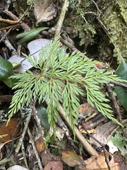Asplenium fragrans (Asplenium fragrans)