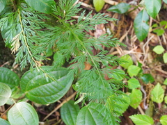 Asplenium fragrans (Asplenium fragrans)