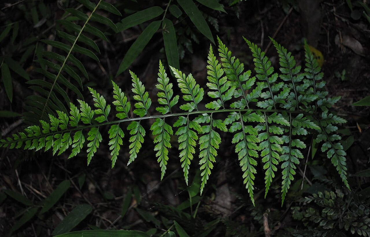 Asplenium gastonis: Asplenium divergens . Aspleniaceae. Fotos tomadas bajo bosque de quebrada al margen de pequeña cañada afluente del Arroyo Yerbal Chico en la Quebrada de los Cue