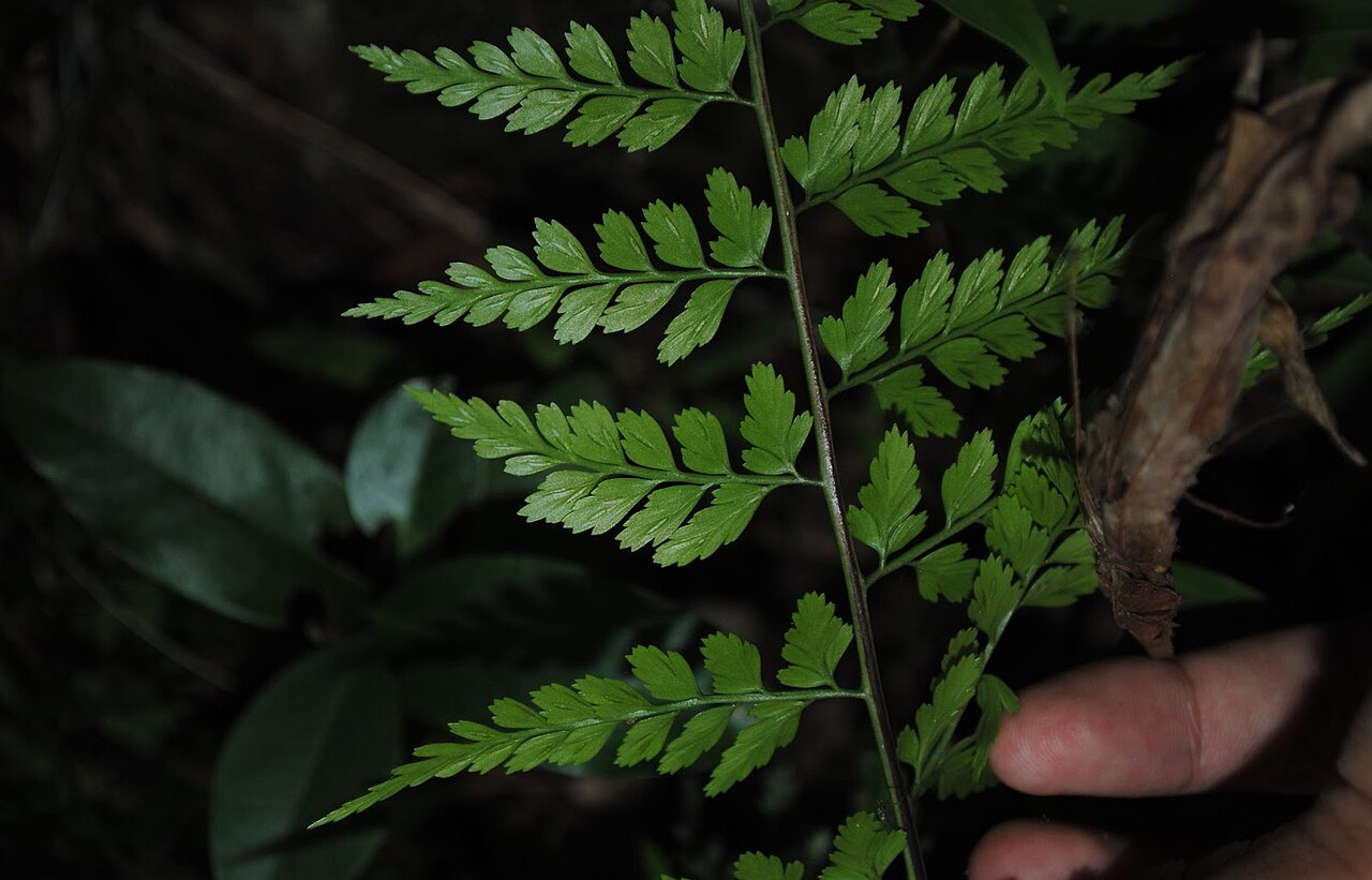 Asplenium gastonis: Asplenium divergens . Aspleniaceae. Fotos tomadas bajo bosque de quebrada al margen de pequeña cañada afluente del Arroyo Yerbal Chico en la Quebrada de los Cue