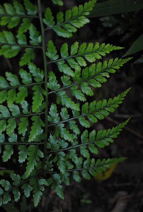 Asplenium gastonis: Asplenium divergens . Aspleniaceae. Fotos tomadas bajo bosque de quebrada al margen de pequeña cañada afluente del Arroyo Yerbal Chico en la Quebrada de los Cue