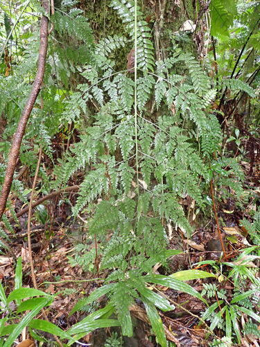 Asplenium gibberosum (Asplenium gibberosum)