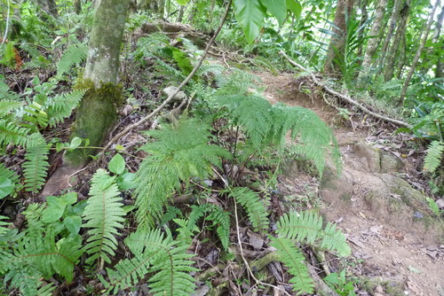 Asplenium gibberosum (Asplenium gibberosum)