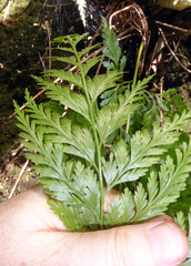 Asplenium gibberosum (Asplenium gibberosum)
