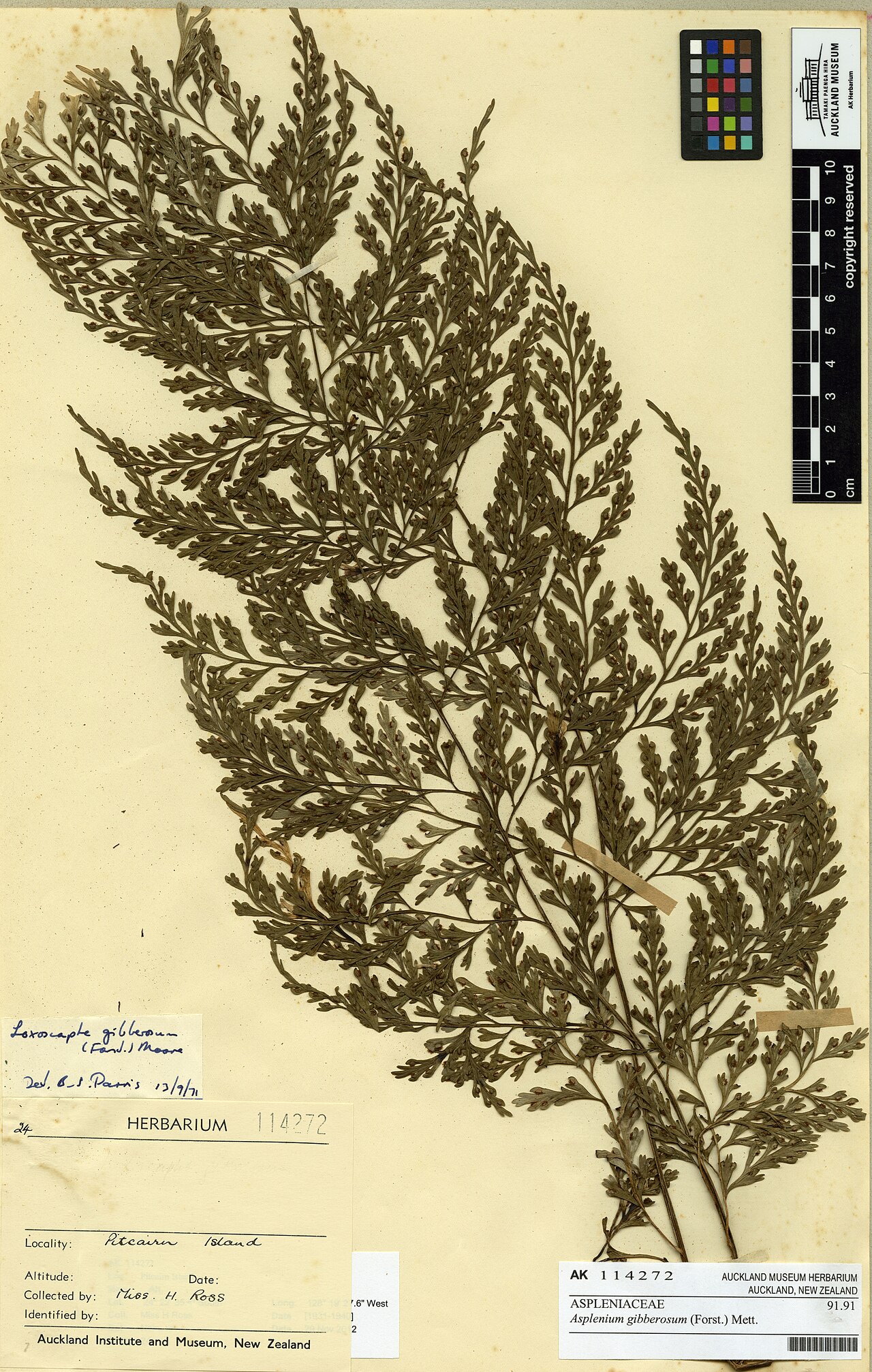 Asplenium gibberosum (Asplenium gibberosum)