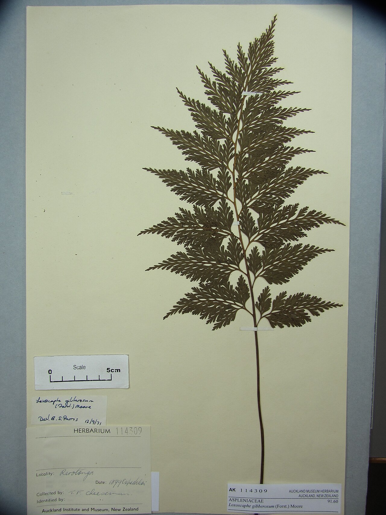 Asplenium gibberosum (Asplenium gibberosum)