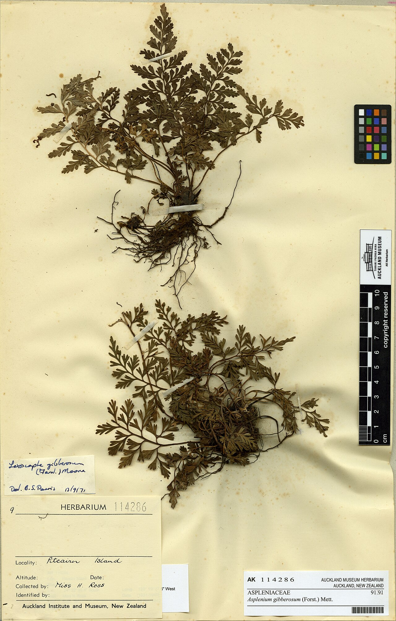 Asplenium gibberosum (Asplenium gibberosum)