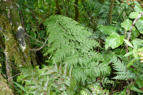 Asplenium gibberosum (Asplenium gibberosum)