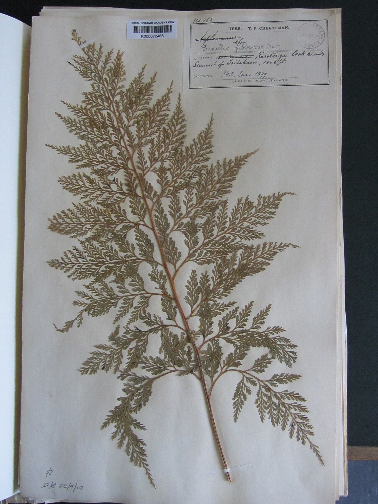 Asplenium gibberosum (Asplenium gibberosum)