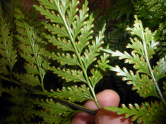 Asplenium gibberosum (Asplenium gibberosum)