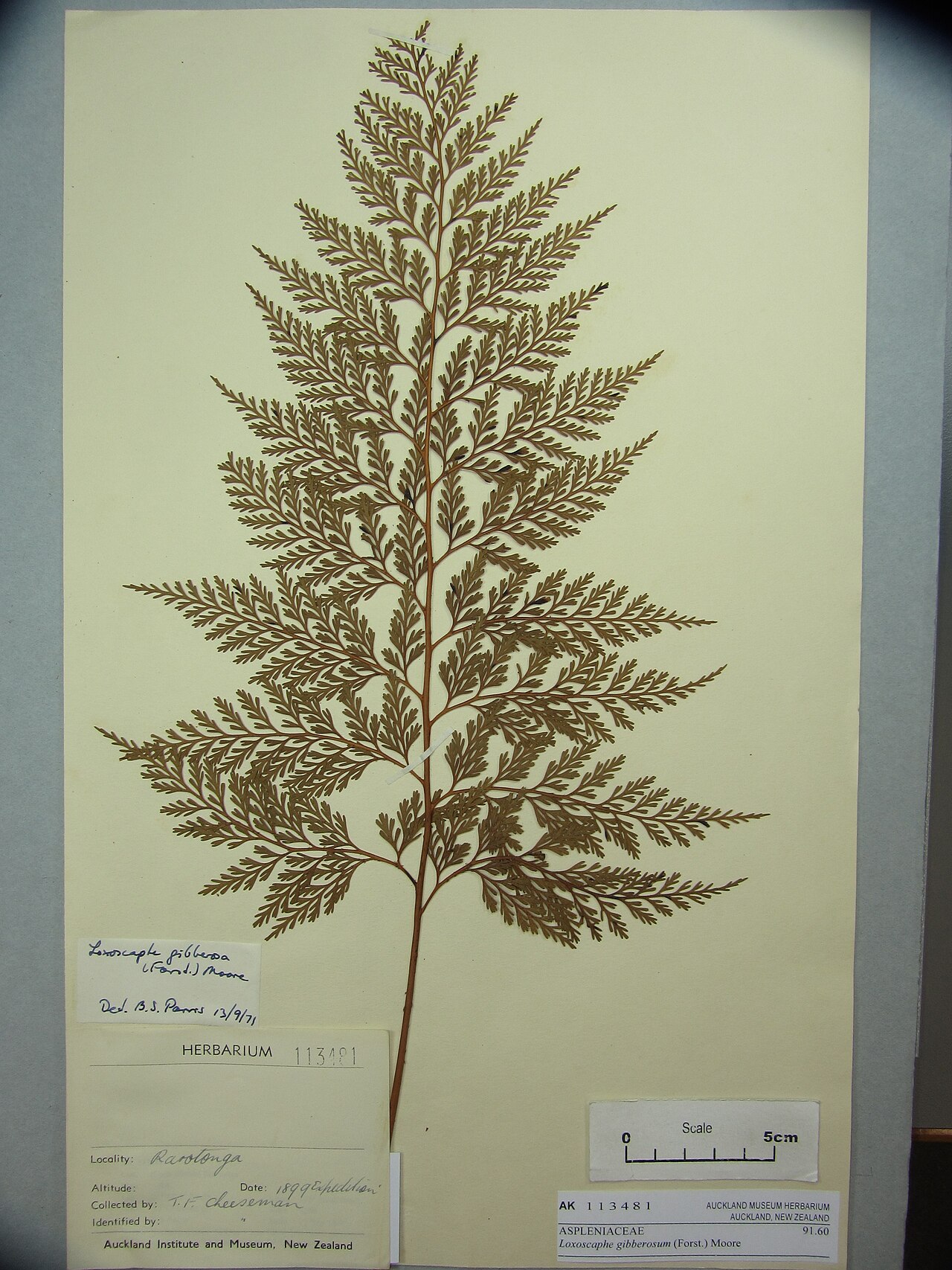 Asplenium gibberosum (Asplenium gibberosum)