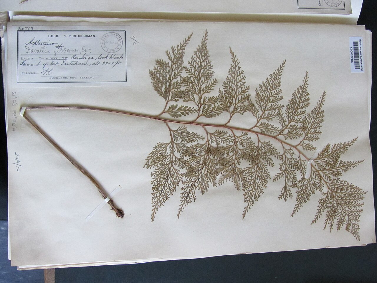 Asplenium gibberosum (Asplenium gibberosum)