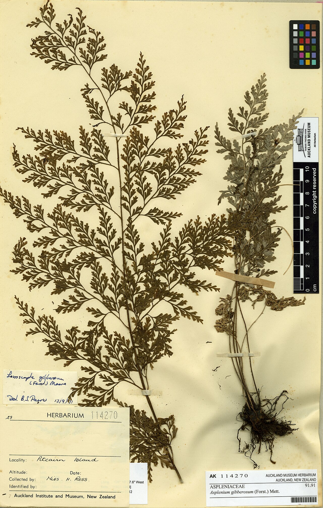 Asplenium gibberosum (Asplenium gibberosum)