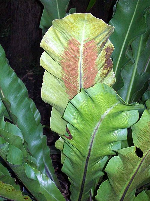 Asplenium goudeyi: Asplenium goudeyi RBG Sydney