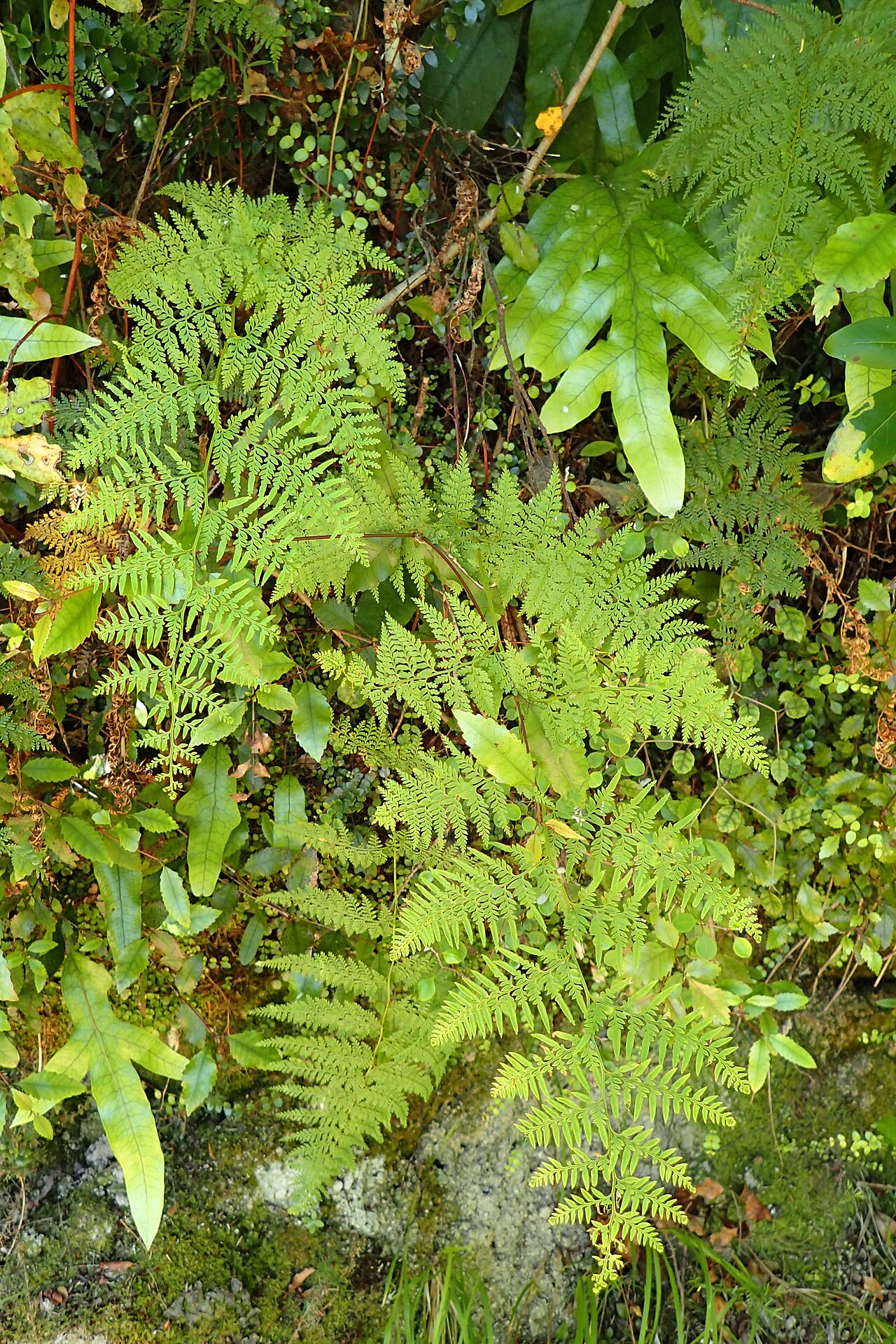 Asplenium gracillimum: Asplenium gracillimum in Totaranui, Tasman