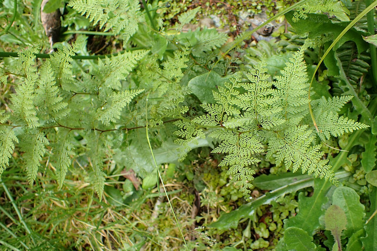 Asplenium gracillimum: Asplenium gracillimum near Mt Alexander near Inchbonnie, West Coast