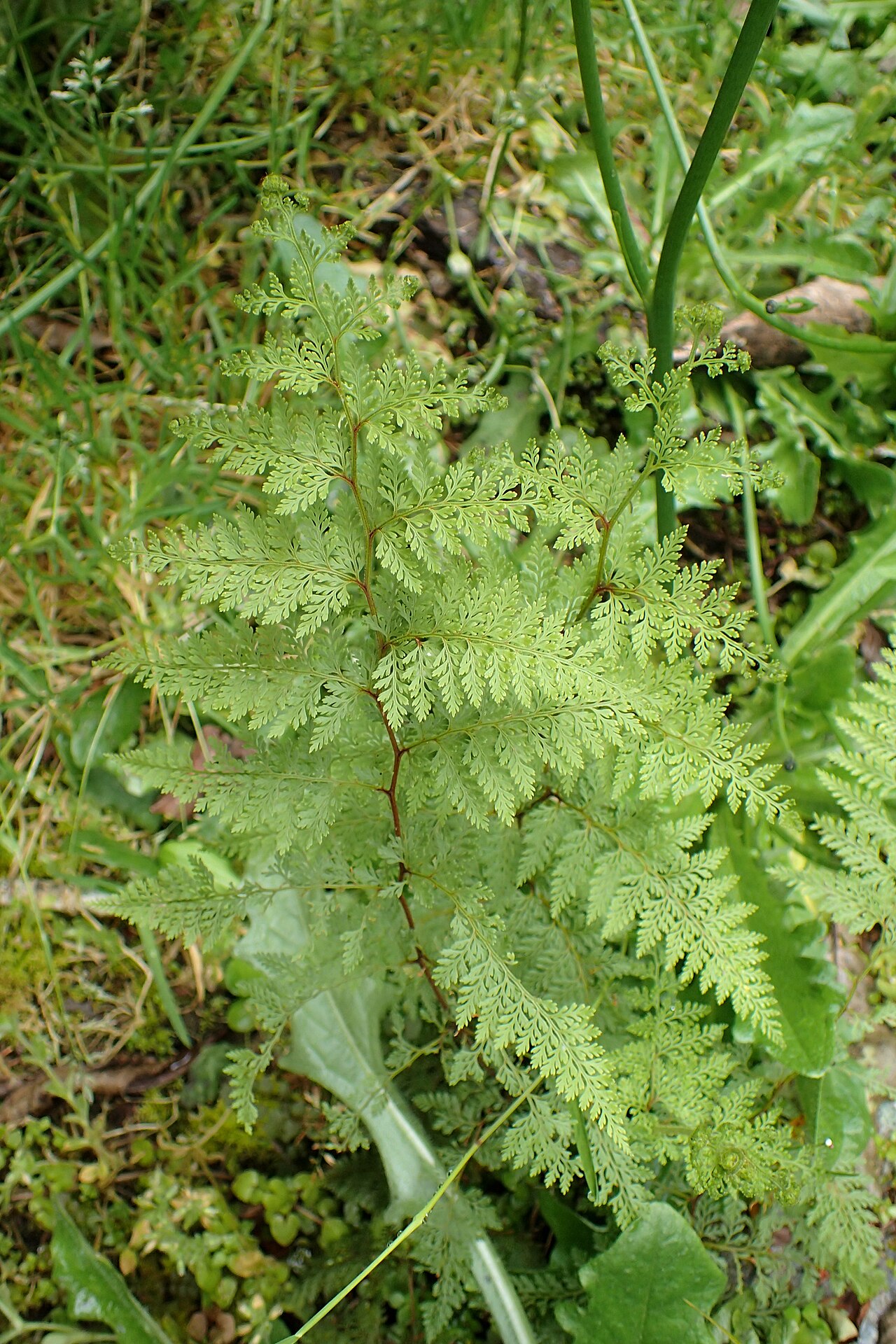 Asplenium gracillimum: Asplenium gracillimum near Mt Alexander near Inchbonnie, West Coast