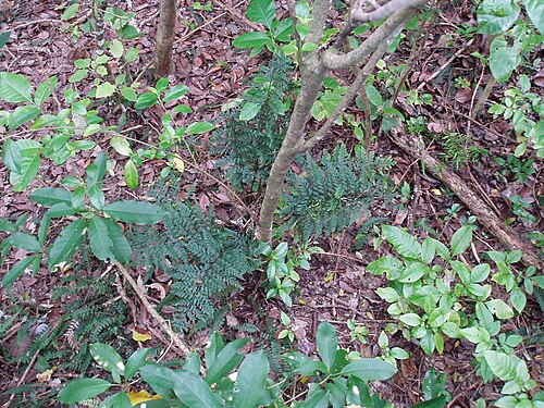 Asplenium gracillimum (Asplenium gracillimum)