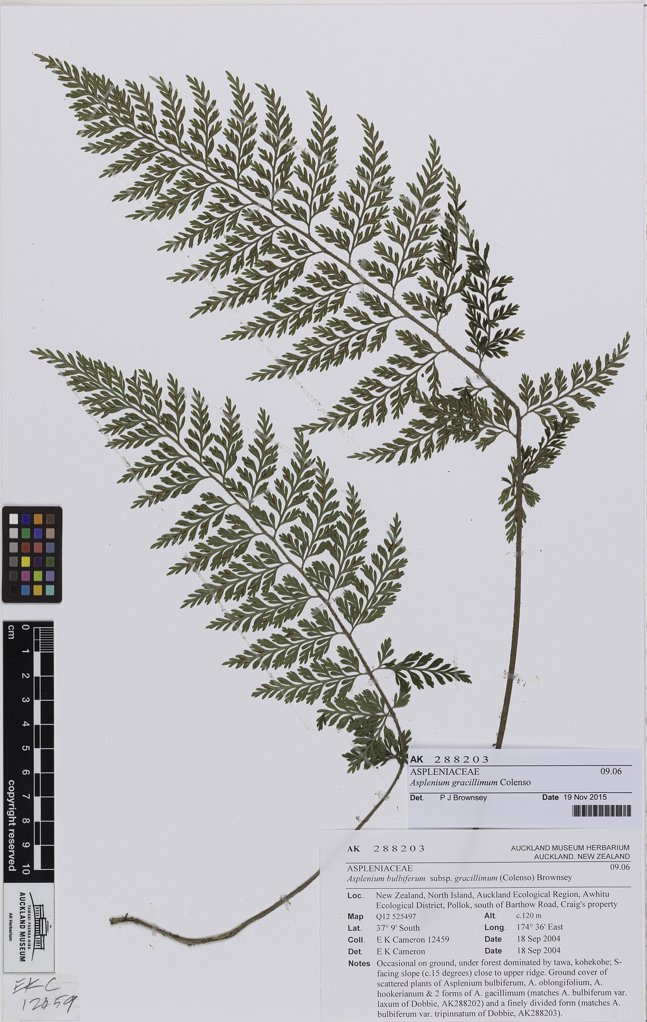 Asplenium gracillimum (Asplenium gracillimum)