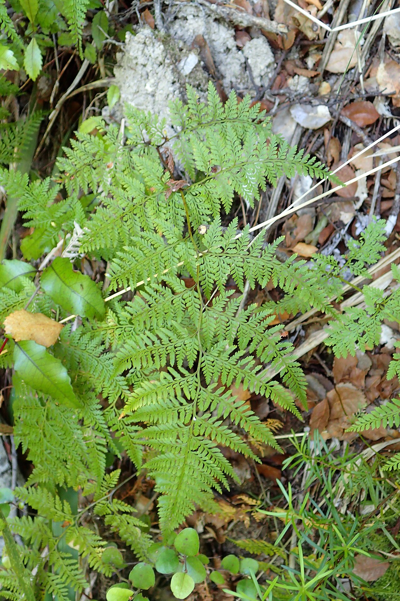 Asplenium gracillimum: Asplenium gracillimum in Totaranui, Tasman