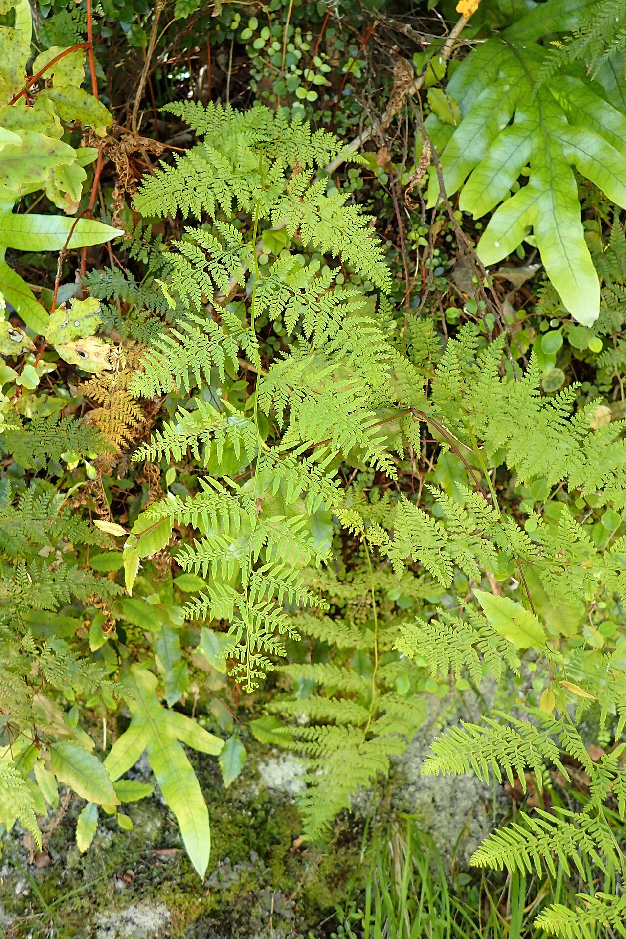 Asplenium gracillimum: Asplenium gracillimum in Totaranui, Tasman