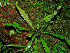 Asplenium griffithianum (Asplenium griffithianum)
