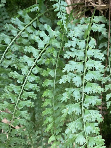Asplenium gueinzianum (Asplenium gueinzianum)