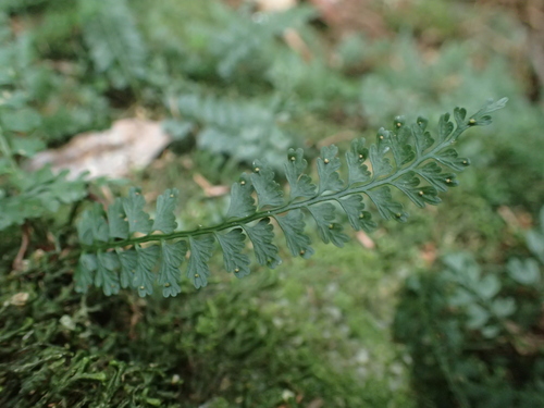 Asplenium gueinzianum (Asplenium gueinzianum)