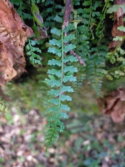 Asplenium gueinzianum (Asplenium gueinzianum)
