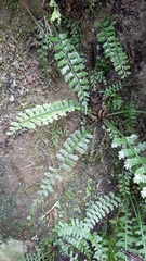 Asplenium gueinzianum (Asplenium gueinzianum)